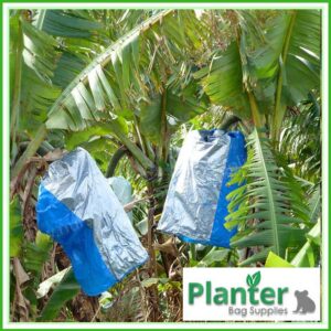 Banana Fruit Bunch Bag Cover Blue - for more info go to Planterbags.com.au