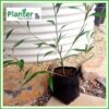 10 litre Standard Planter Bags - Polyethylene Growbags - for more info go to PlanterBags.com.au