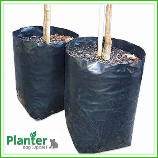 https://planterbags.com.au/wp-content/uploads/2018/01/Poly-20-litre-TALL-Plant-Growbags-3.jpg