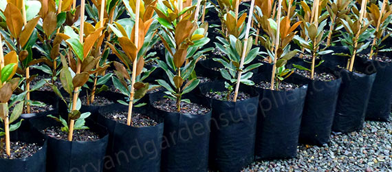 Poly Planter Bags Category Picture - for more info go to planterbags.com.au